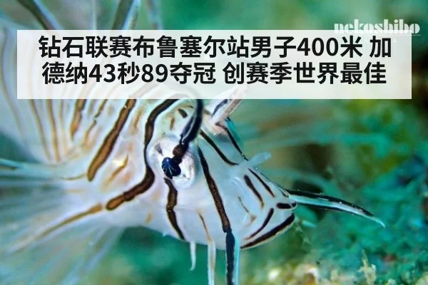 钻石联赛布鲁塞尔站男子400米 加德纳43秒89夺冠 创赛季世界最佳